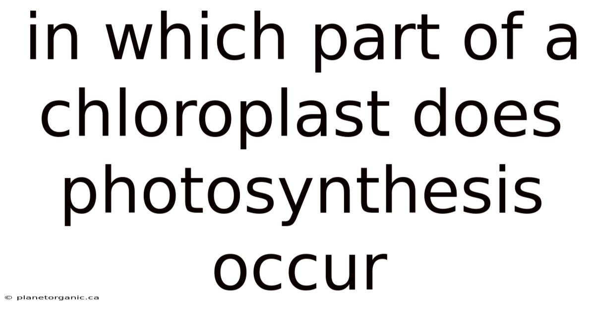 In Which Part Of A Chloroplast Does Photosynthesis Occur