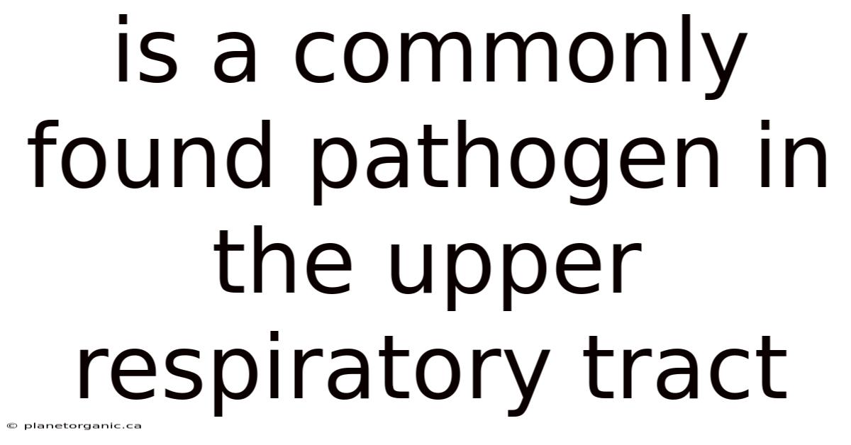 Is A Commonly Found Pathogen In The Upper Respiratory Tract