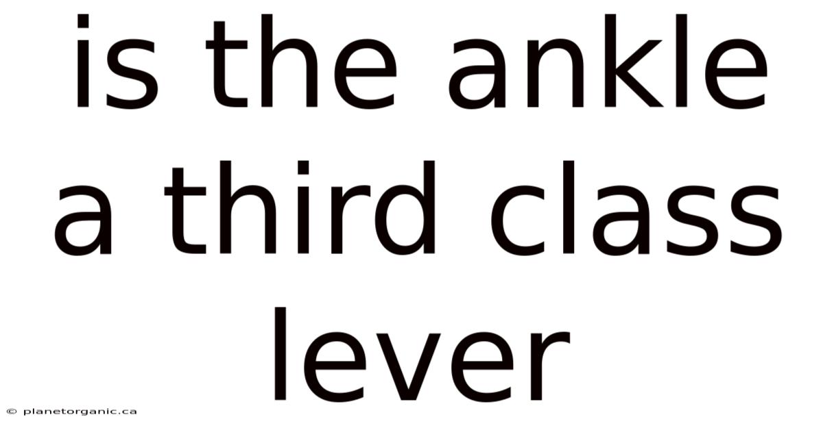 Is The Ankle A Third Class Lever