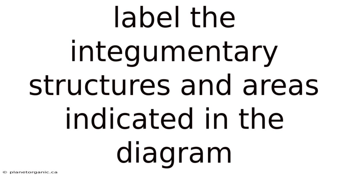 Label The Integumentary Structures And Areas Indicated In The Diagram