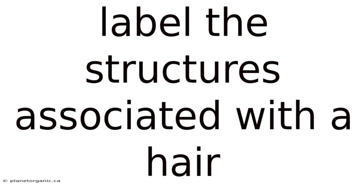 Label The Structures Associated With A Hair