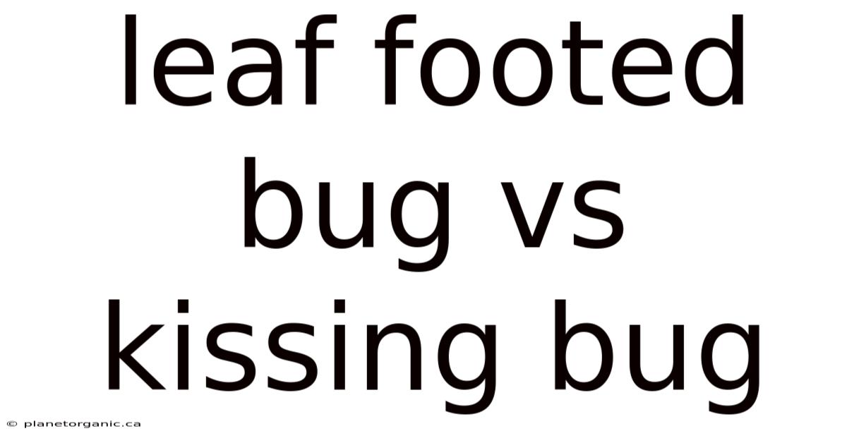 Leaf Footed Bug Vs Kissing Bug