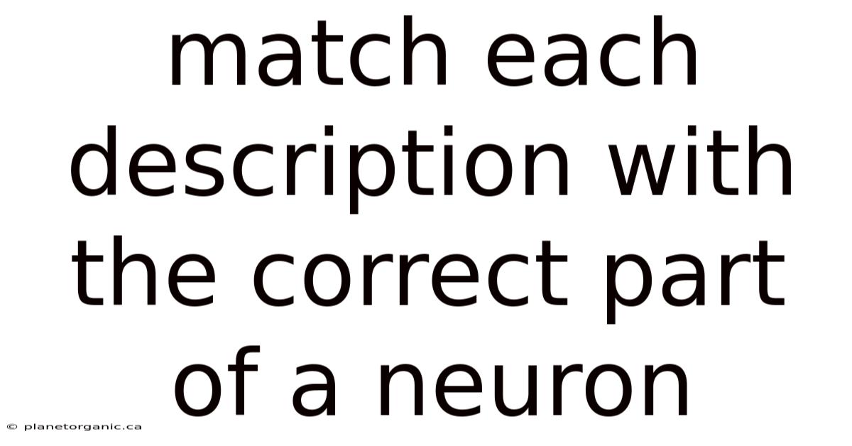 Match Each Description With The Correct Part Of A Neuron