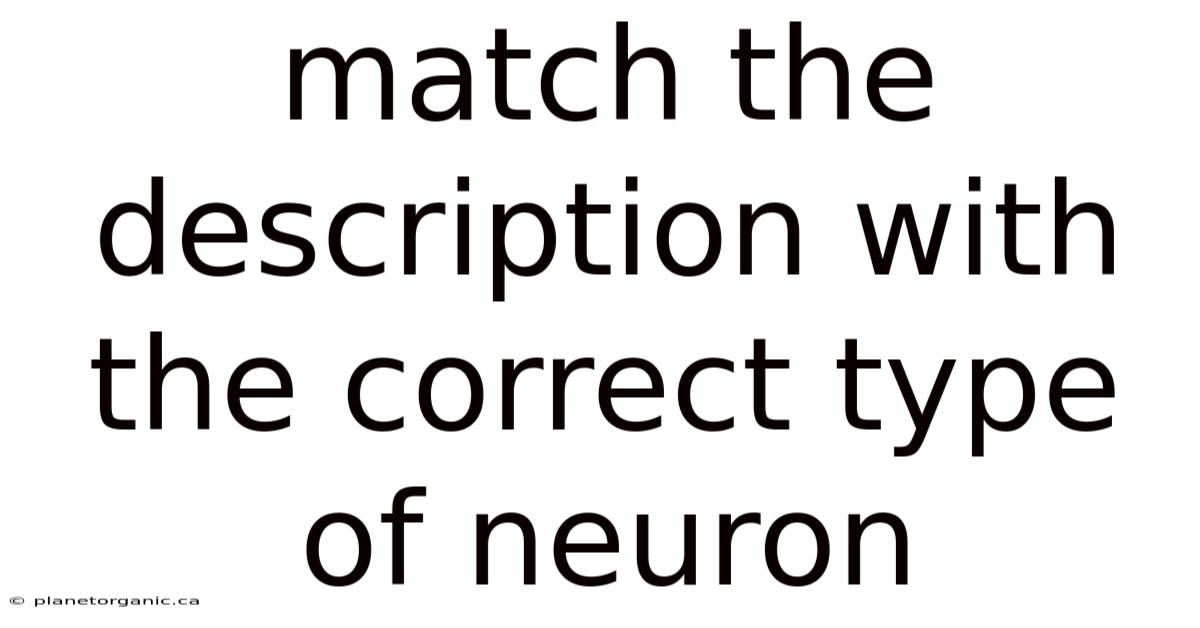 Match The Description With The Correct Type Of Neuron