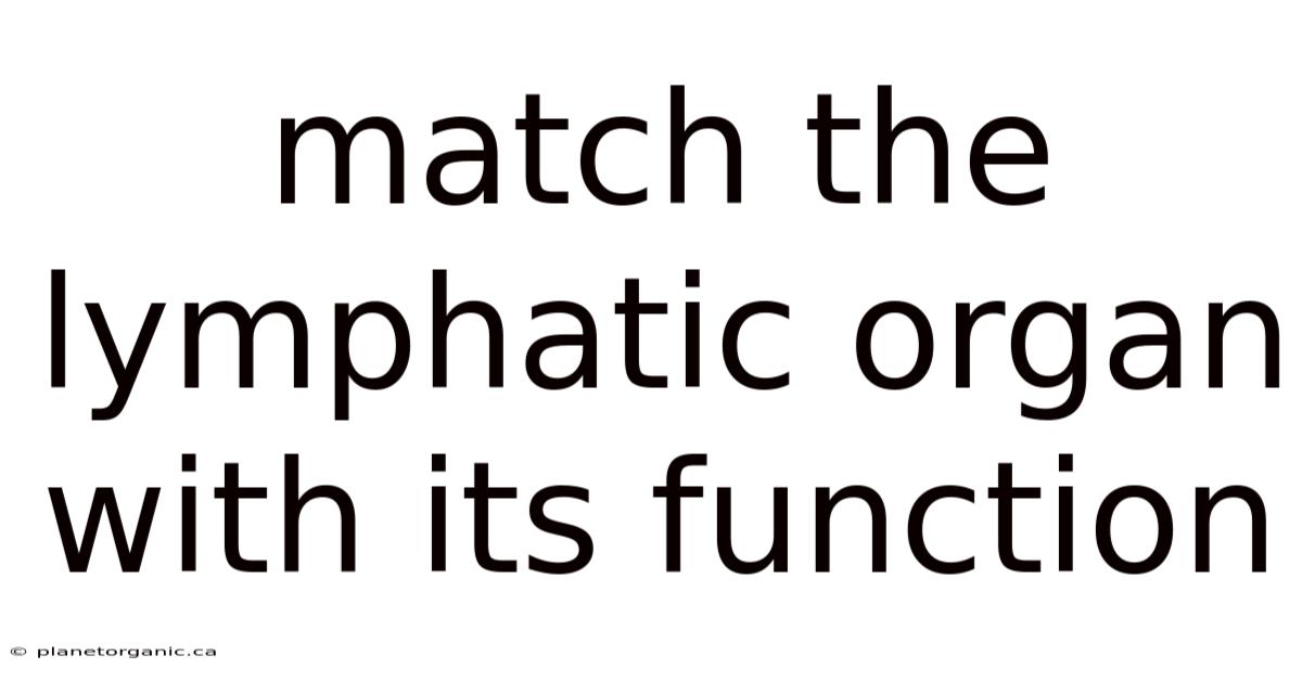 Match The Lymphatic Organ With Its Function