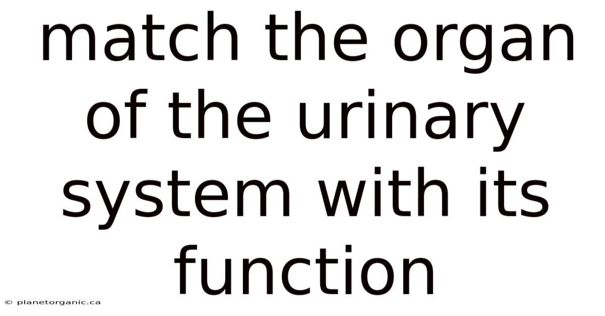 Match The Organ Of The Urinary System With Its Function