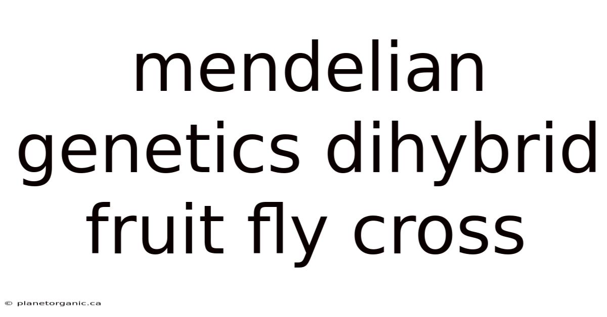 Mendelian Genetics Dihybrid Fruit Fly Cross