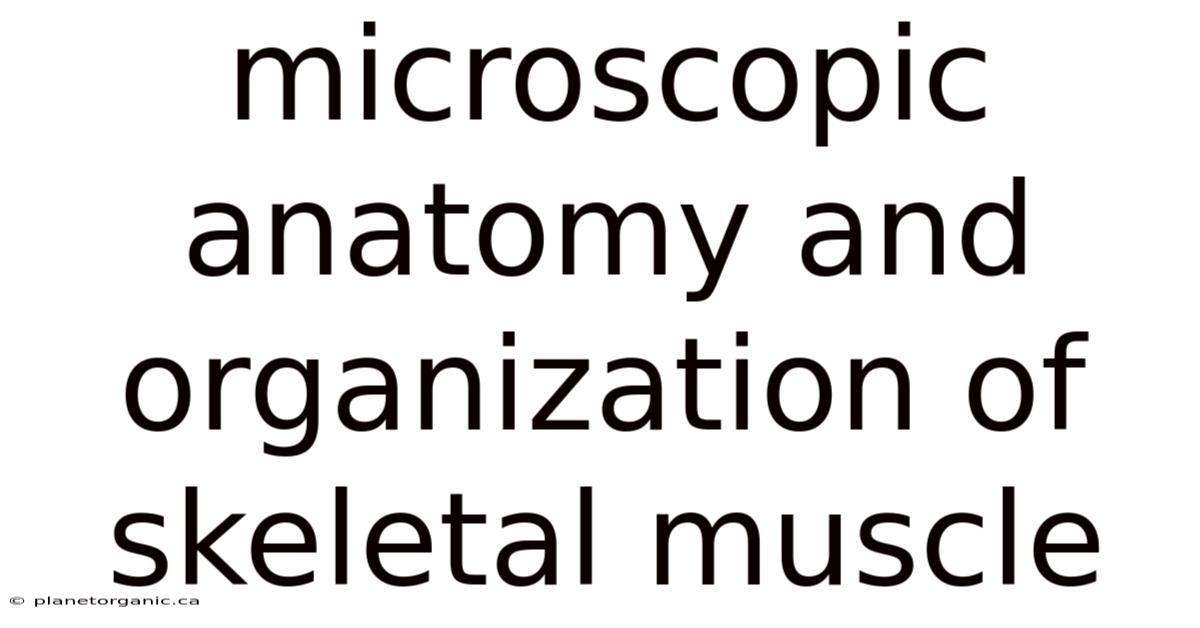 Microscopic Anatomy And Organization Of Skeletal Muscle