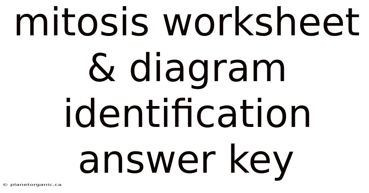 Mitosis Worksheet & Diagram Identification Answer Key