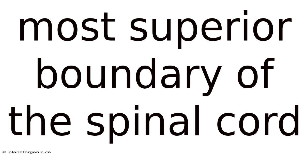Most Superior Boundary Of The Spinal Cord