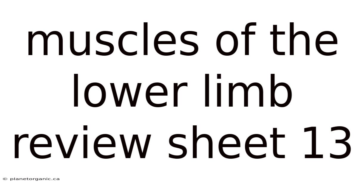 Muscles Of The Lower Limb Review Sheet 13