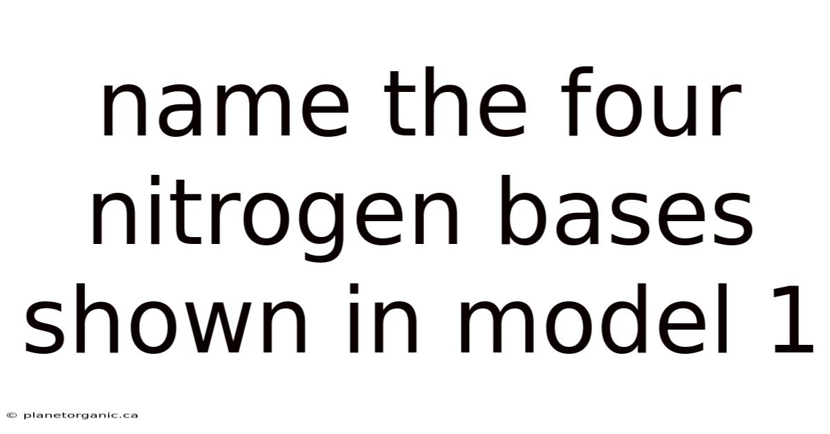 Name The Four Nitrogen Bases Shown In Model 1