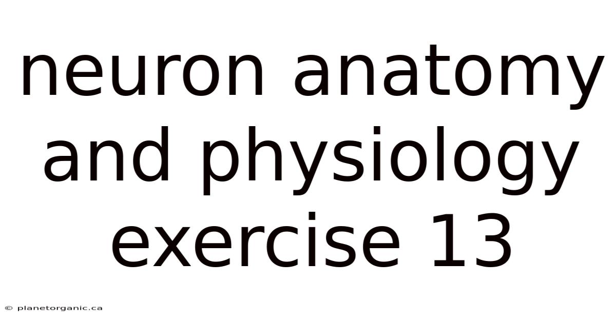 Neuron Anatomy And Physiology Exercise 13