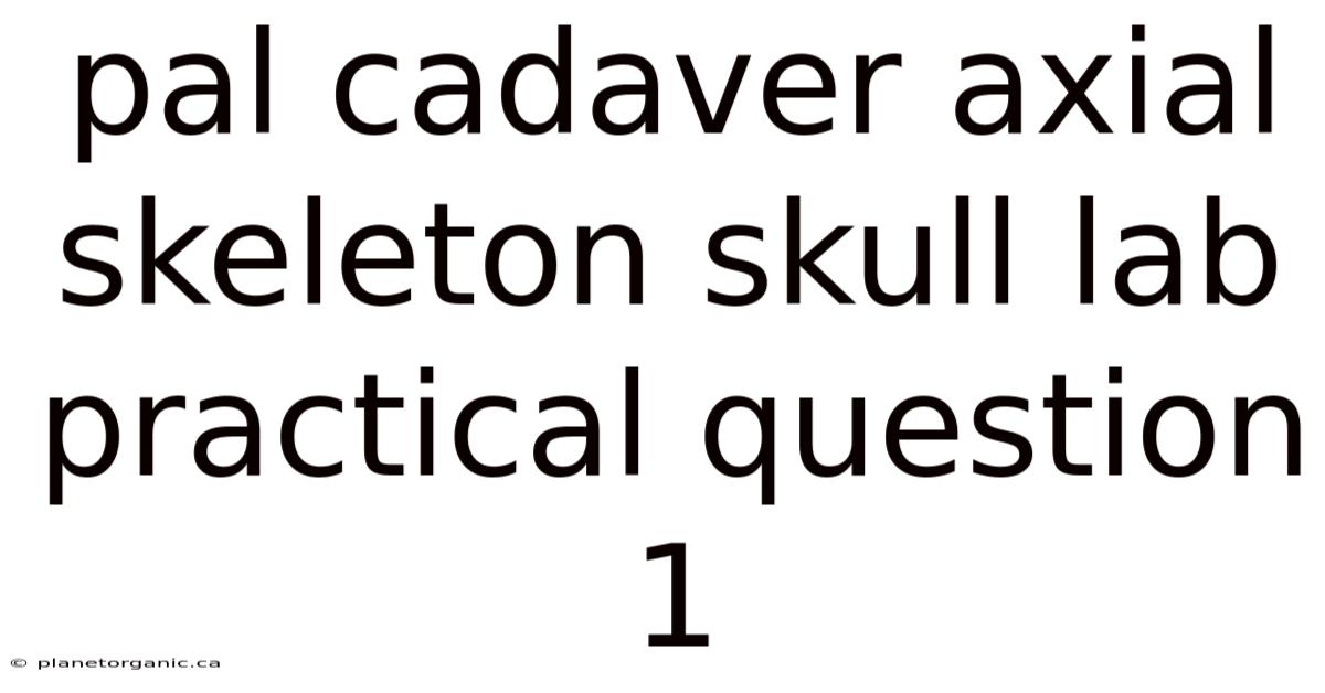 Pal Cadaver Axial Skeleton Skull Lab Practical Question 1