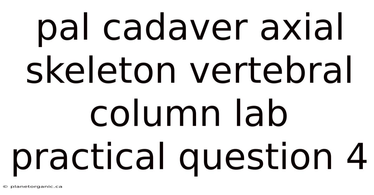 Pal Cadaver Axial Skeleton Vertebral Column Lab Practical Question 4