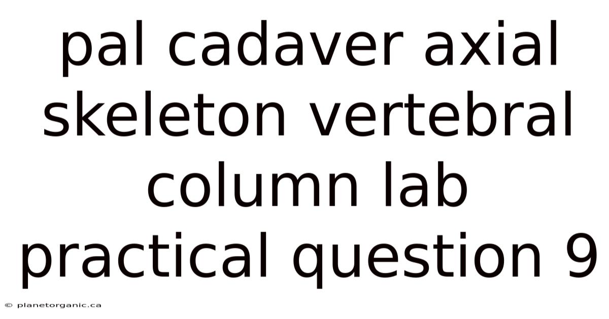 Pal Cadaver Axial Skeleton Vertebral Column Lab Practical Question 9