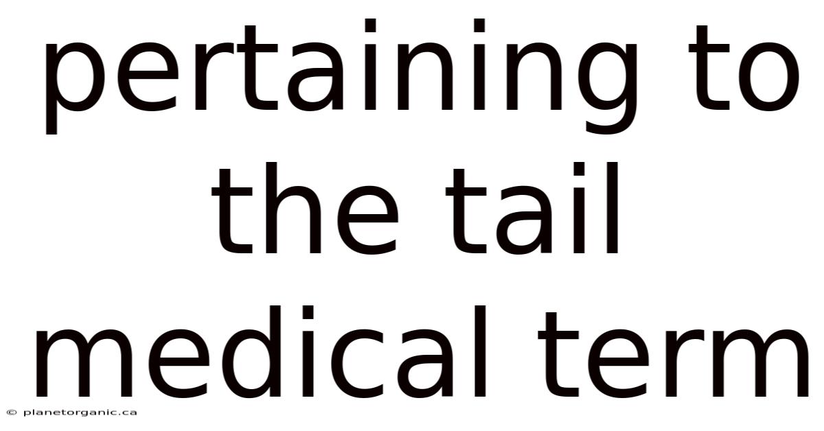 Pertaining To The Tail Medical Term