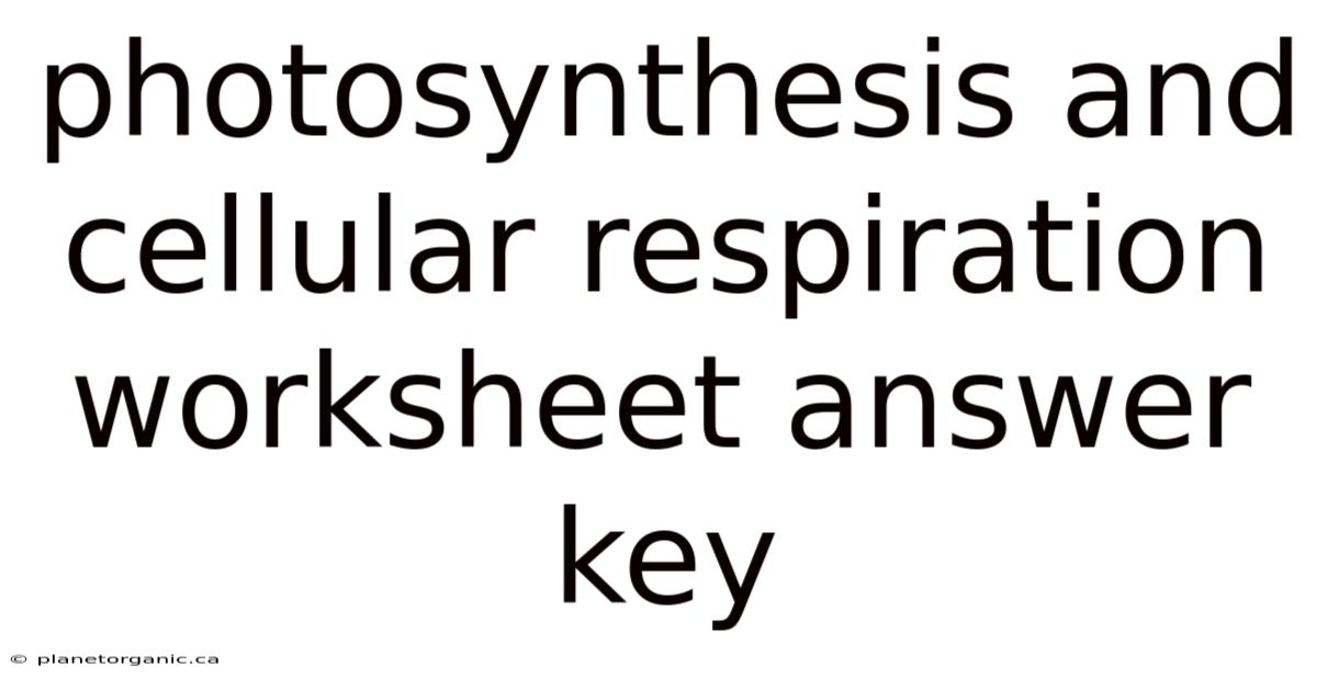 Photosynthesis And Cellular Respiration Worksheet Answer Key