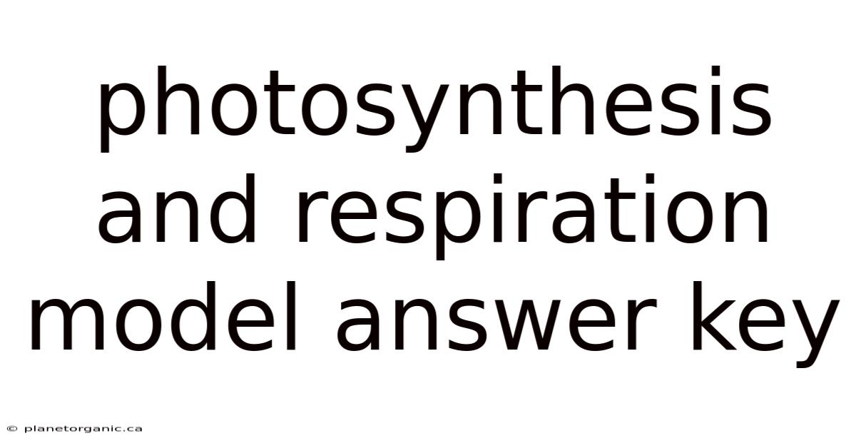Photosynthesis And Respiration Model Answer Key