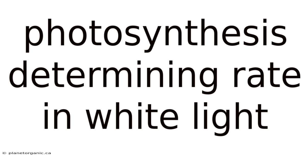 Photosynthesis Determining Rate In White Light