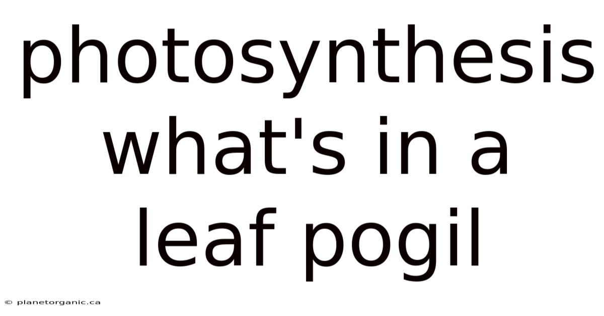 Photosynthesis What's In A Leaf Pogil