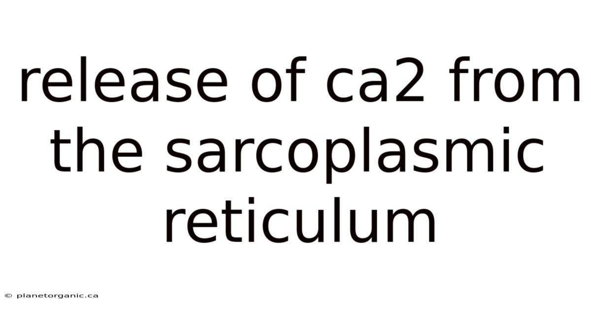 Release Of Ca2 From The Sarcoplasmic Reticulum