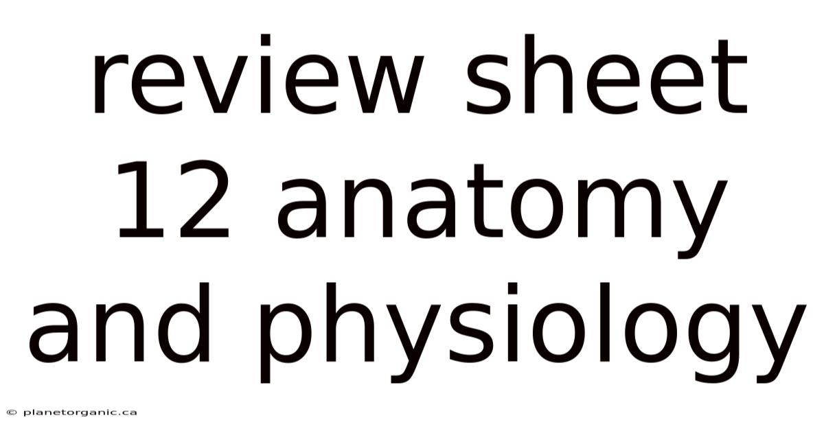 Review Sheet 12 Anatomy And Physiology