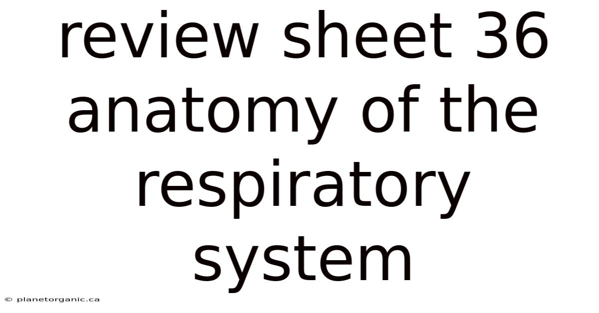 Review Sheet 36 Anatomy Of The Respiratory System