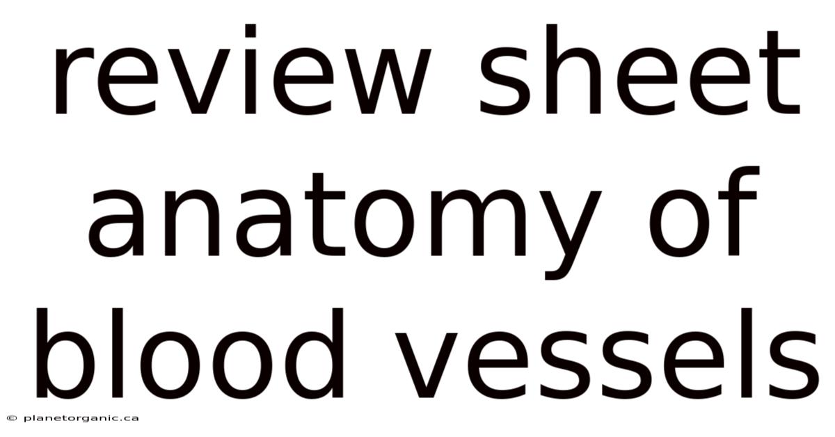 Review Sheet Anatomy Of Blood Vessels