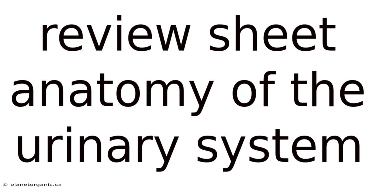 Review Sheet Anatomy Of The Urinary System