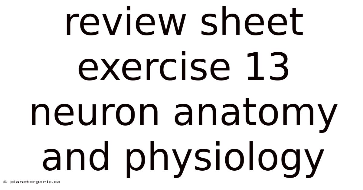 Review Sheet Exercise 13 Neuron Anatomy And Physiology