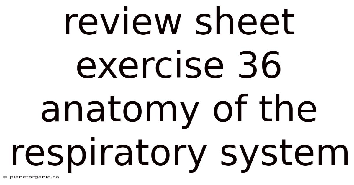 Review Sheet Exercise 36 Anatomy Of The Respiratory System