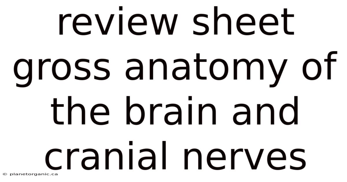 Review Sheet Gross Anatomy Of The Brain And Cranial Nerves