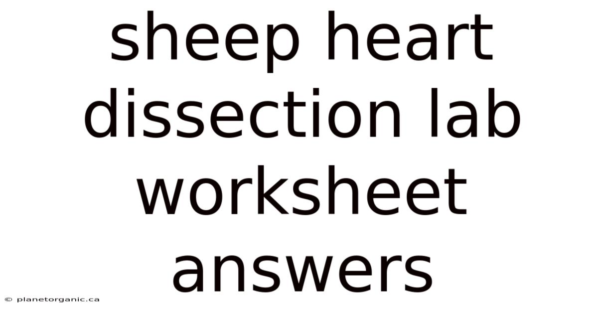 Sheep Heart Dissection Lab Worksheet Answers