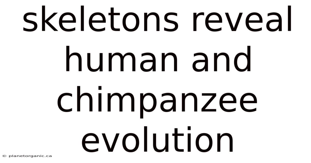 Skeletons Reveal Human And Chimpanzee Evolution