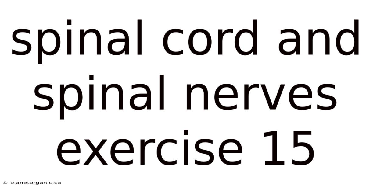 Spinal Cord And Spinal Nerves Exercise 15