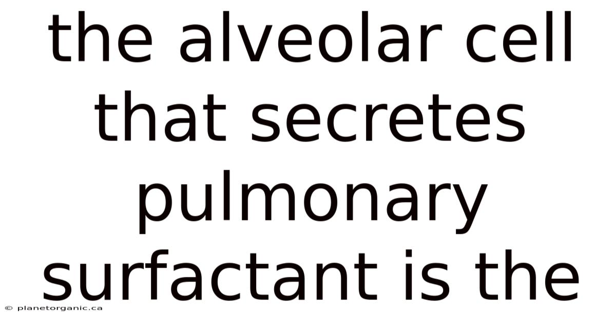 The Alveolar Cell That Secretes Pulmonary Surfactant Is The