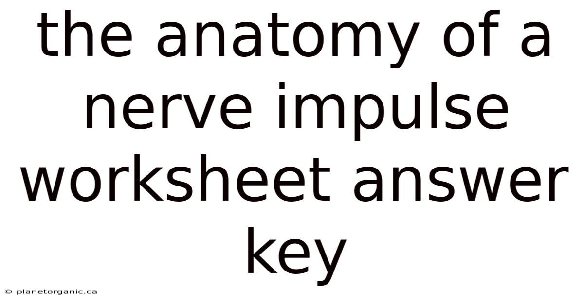 The Anatomy Of A Nerve Impulse Worksheet Answer Key