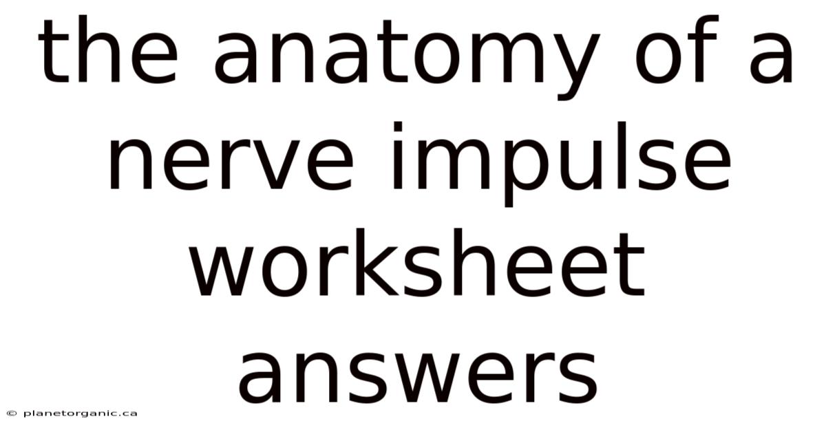 The Anatomy Of A Nerve Impulse Worksheet Answers
