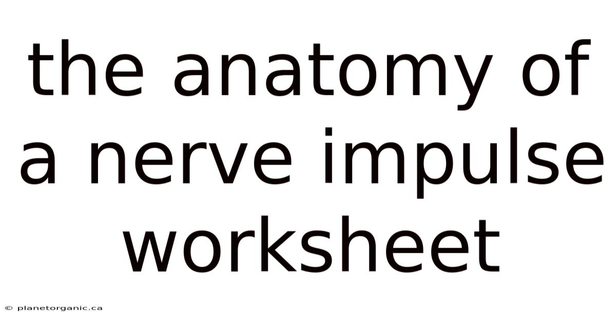 The Anatomy Of A Nerve Impulse Worksheet