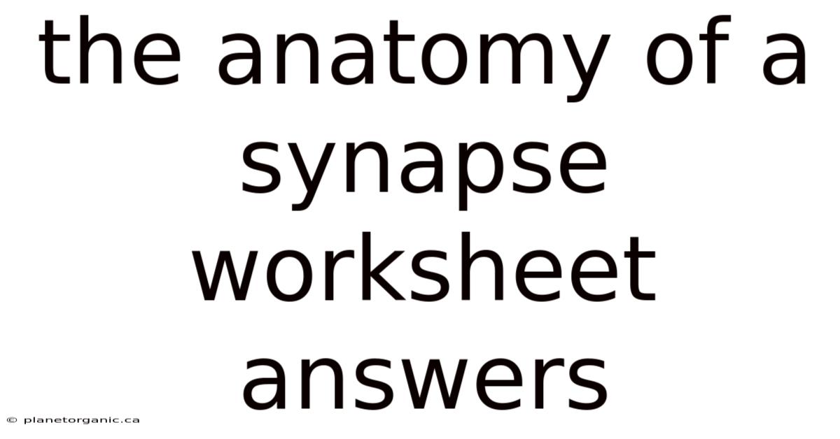 The Anatomy Of A Synapse Worksheet Answers
