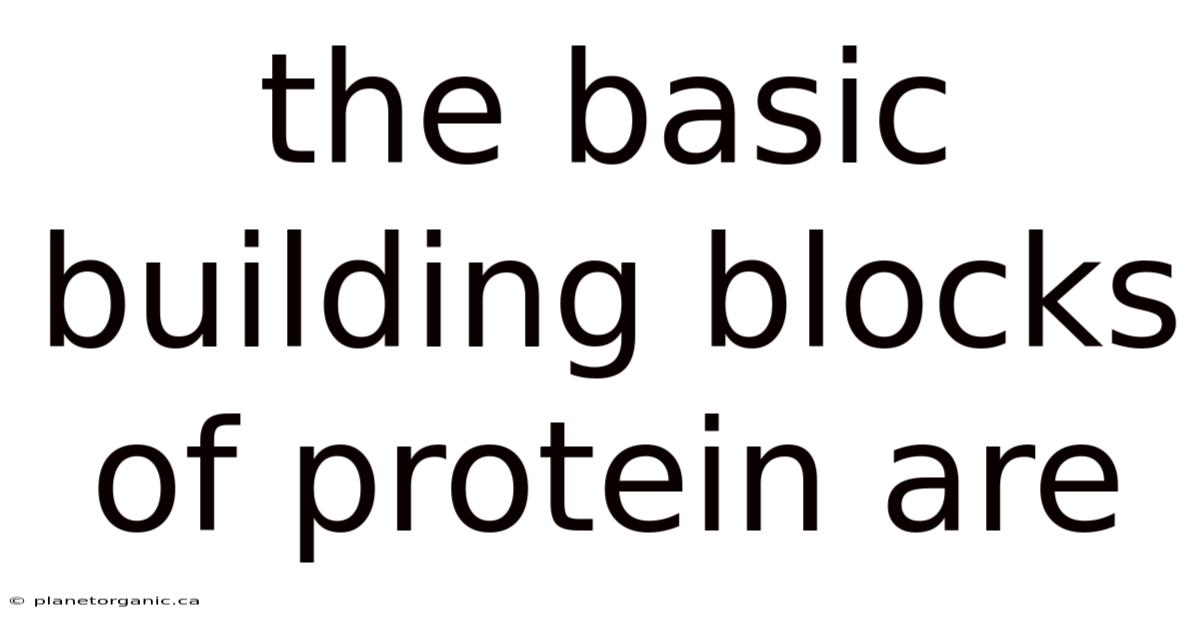 The Basic Building Blocks Of Protein Are