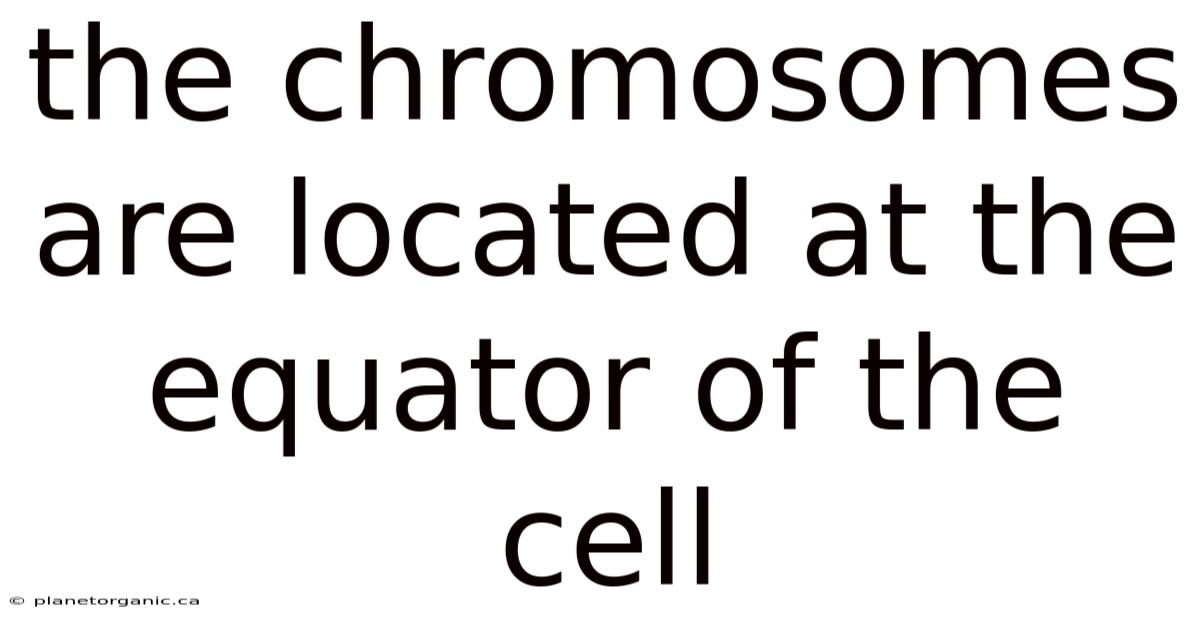 The Chromosomes Are Located At The Equator Of The Cell