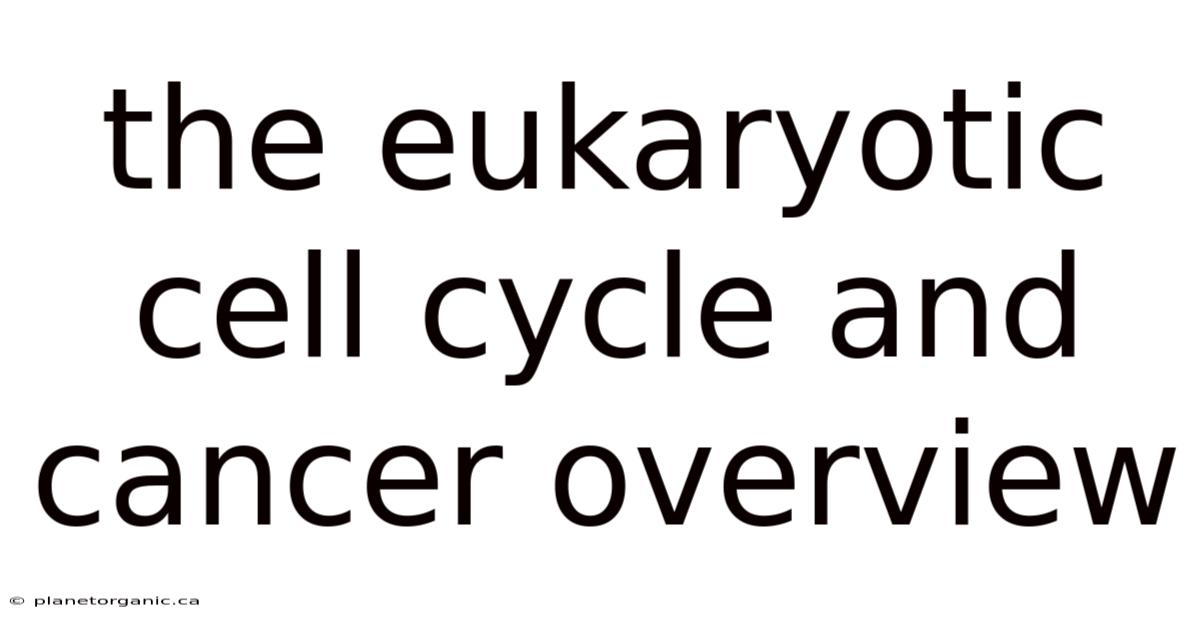 The Eukaryotic Cell Cycle And Cancer Overview