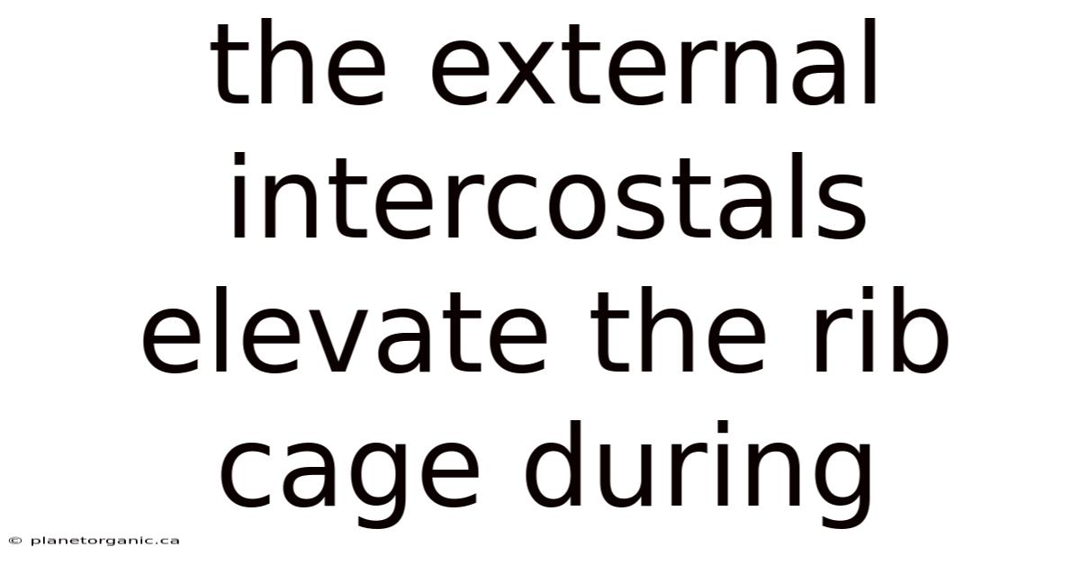 The External Intercostals Elevate The Rib Cage During