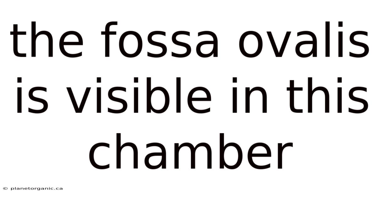 The Fossa Ovalis Is Visible In This Chamber