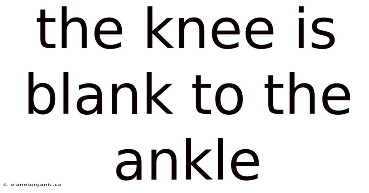 The Knee Is Blank To The Ankle