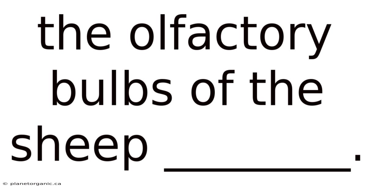 The Olfactory Bulbs Of The Sheep ________.