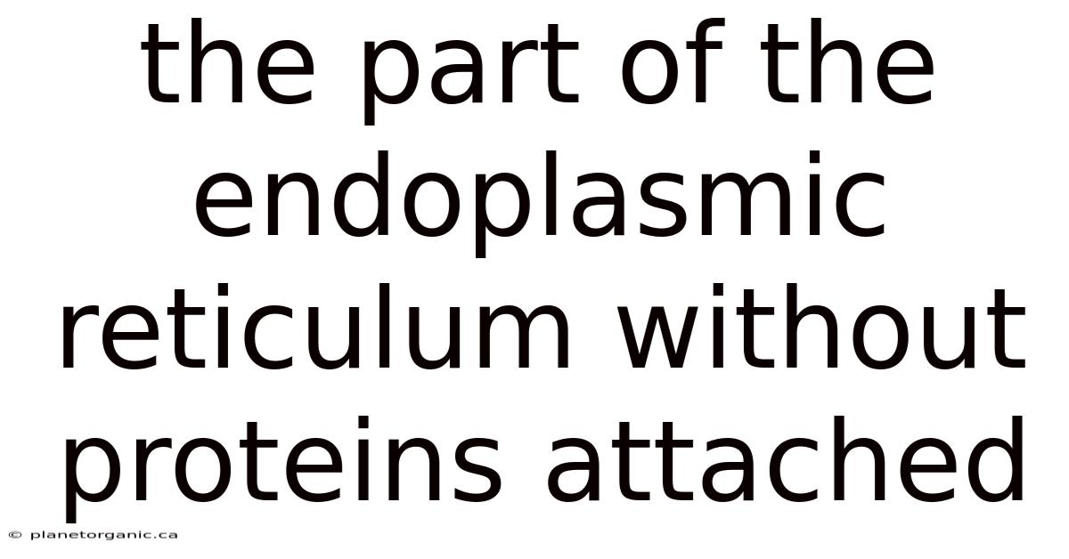 The Part Of The Endoplasmic Reticulum Without Proteins Attached