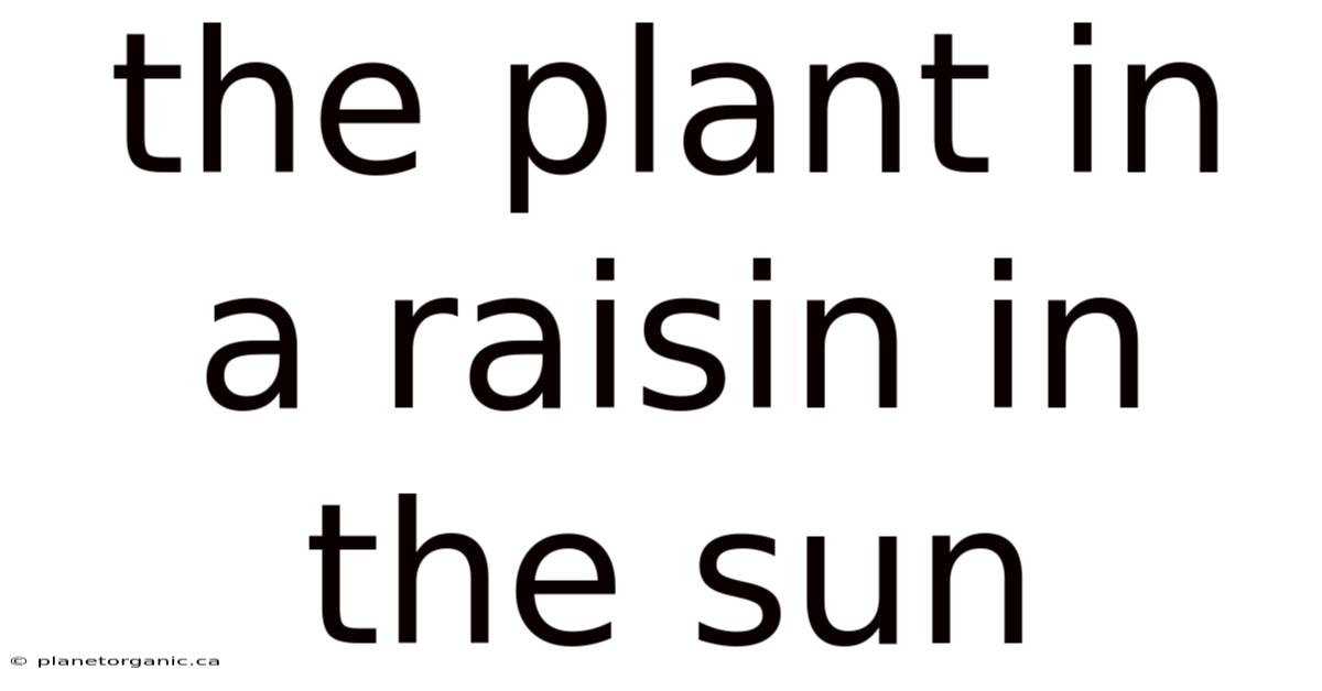 The Plant In A Raisin In The Sun